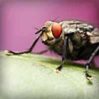 /album/catevanta/photolia-a08-jpg/